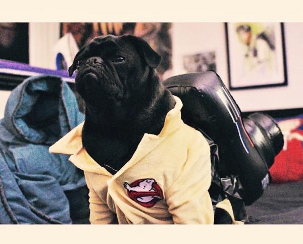 /Images/uploads/PUG NATION RESCUE OF LOS ANGELES/pugnationcalendar/entries/2433thumb.jpg